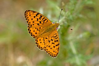 Gzel nci (Argynnis aglaja)