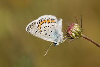 Gm Lekeli Esmergz (Plebejus argus)