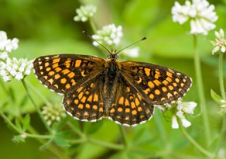 Amannisa (Melitaea athalia)