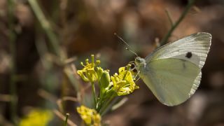 Kk Beyazmelek (Pieris rapae)