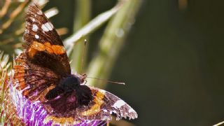 Atalanta (Vanessa atalanta)