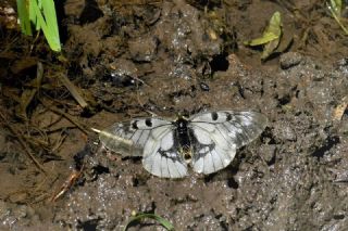 Dumanl� Apollo&nbsp;(Parnassius&nbsp;mnemosyne)