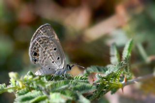 Akdeniz M�cevher Kelebe�i&nbsp;(Chilades&nbsp;galba)