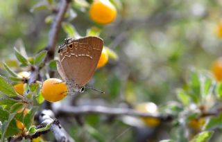 �ranl� Sevbeni&nbsp;(Satyrium&nbsp;marcidum)