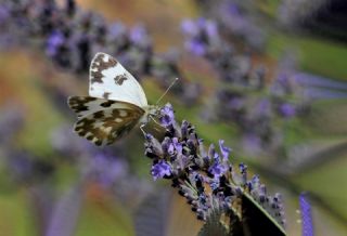 Yeni Beneklimelek (Pontia edusa)