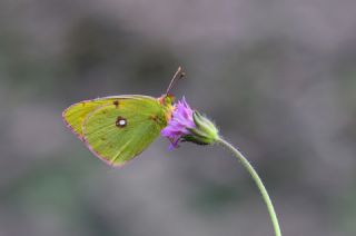 Sar Azamet (Colias croceus)