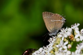 Gzel Sevbeni (Satyrium spini)