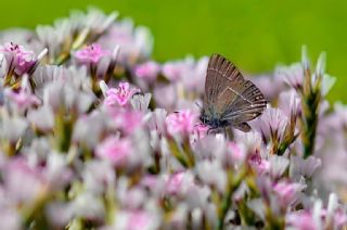 G�zel Sevbeni&nbsp;(Satyrium&nbsp;spini)