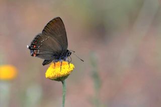 Byk Sevbeni (Satyrium ilicis)