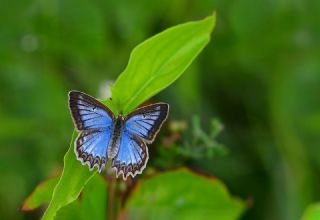 okgzl Dafnis (Polyommatus daphnis)