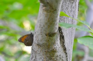 A�a� Esmeri&nbsp;(Kirinia&nbsp;roxelana)