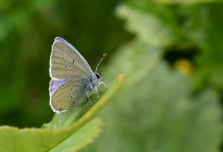 Frans�z Everesi&nbsp;(Cupido&nbsp;alcetas)