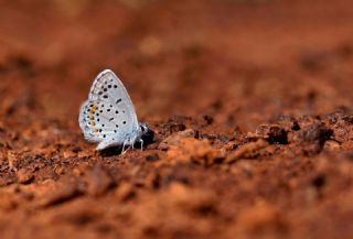 Himalaya Mavisi (Pseudophilotes vicrama)