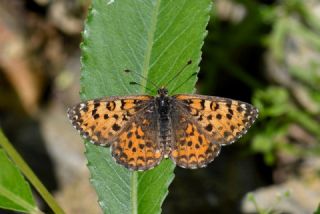 Gzel parhan (Melitaea trivia)