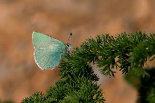 Anadolu Z�mr�t�&nbsp;(Callophrys&nbsp;paulae)