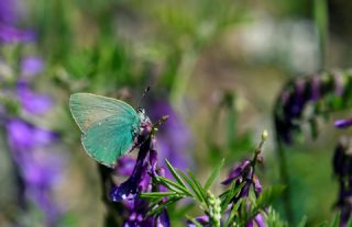 Anadolu Zmrt (Callophrys paulae)