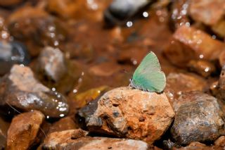 Anadolu Z�mr�t�&nbsp;(Callophrys&nbsp;paulae)