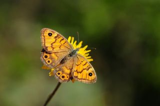 Kk Esmerboncuk (Lasiommata megera)