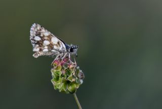K�z�l Z�pz�p&nbsp;(Spialia&nbsp;orbifer)