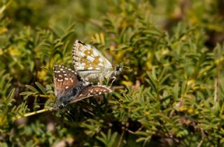 Zeytuni Z�pz�p&nbsp;(Pyrgus&nbsp;serratulae)