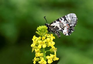 Kafkas Fistosu (Zerynthia caucasica)