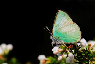 Z�mr�t&nbsp;(Callophrys&nbsp;rubi)
