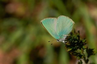 Nah��van Z�mr�t�&nbsp;(Callophrys&nbsp;danchenkoi)