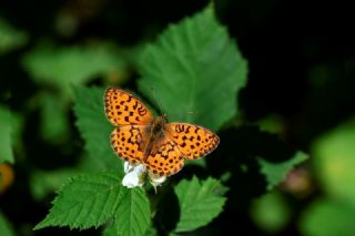 B���rtlen Brentisi&nbsp;(Brenthis&nbsp;daphne)