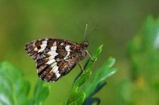 Kara Murat (Brintesia  circe)