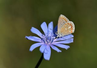 okgzl Meneke Mavisi (Polyommatus thersites)