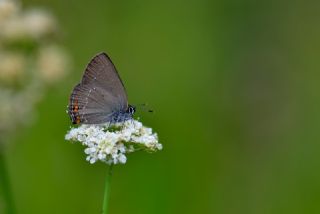 Minik Sevbeni&nbsp;(Satyrium&nbsp;acaciae)
