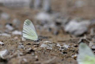 Doulu Narin Orman Beyaz (Leptidea duponcheli)