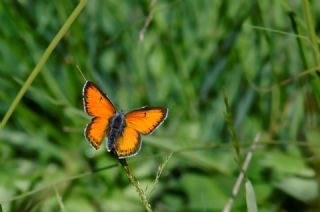 Ate Bakr Gzeli (Lycaena candens)