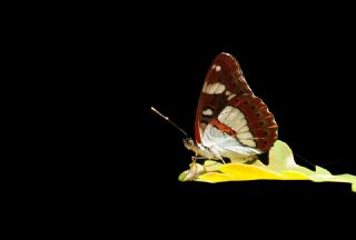 Akdeniz Han�meli Kelebe�i&nbsp;(Limenitis&nbsp;reducta)