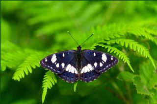 Akdeniz Hanmeli Kelebei (Limenitis reducta)