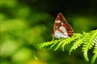 Akdeniz Han�meli Kelebe�i&nbsp;(Limenitis&nbsp;reducta)