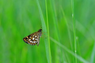 Beyaz Benekli Zpzp (Heteropterus morpheus)
