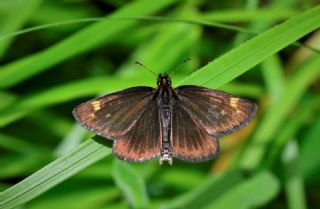 Beyaz Benekli Z�pz�p&nbsp;(Heteropterus&nbsp;morpheus)