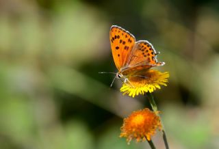 Kk Ate Gzeli (Lycaena thersamon)