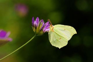 Orakkanat (Gonepteryx rhamni)