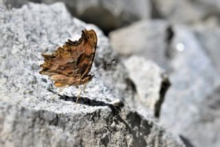Anadolu Yrtkprt (Polygonia egea)