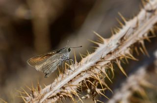 Nostrodamus (Gegenes nostrodamus )