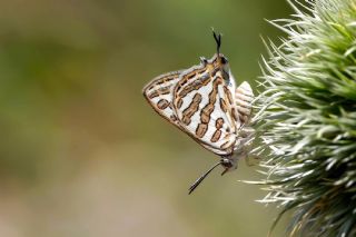 �eytanc�k&nbsp;(Cigaritis&nbsp;acamas)