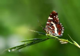 Isrgan Kelebei (Araschnia levana)