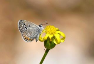 Mcevher Kelebei (Chilades trochylus)