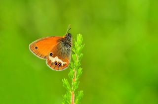 Funda Zpzp Perisi (Coenonympha arcania)