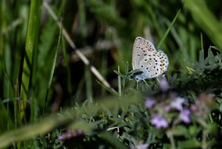 �das Mavisi, Esmerg�z&nbsp;(Plebejus&nbsp;idas)