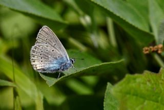 �okg�zl� Amanda&nbsp;(Polyommatus&nbsp;amandus)