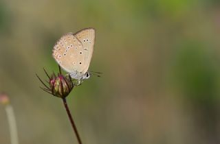 Anormal okgzl (Polyommatus admetus)