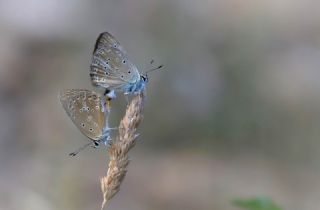 Anormal �okg�zl�&nbsp;(Polyommatus&nbsp;admetus)